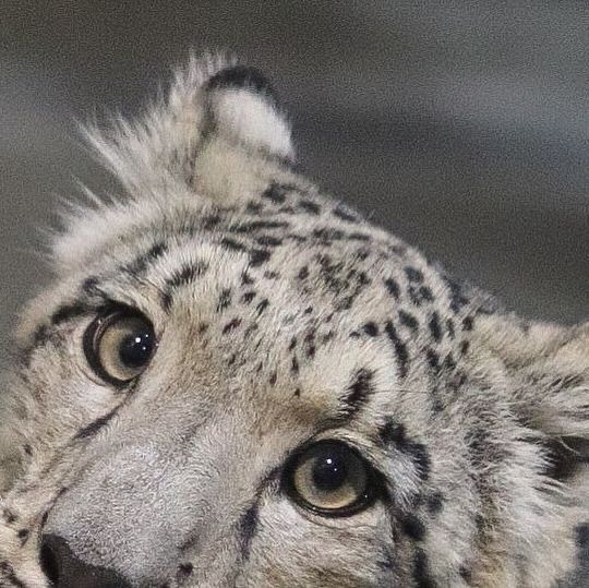 Snow Leopard